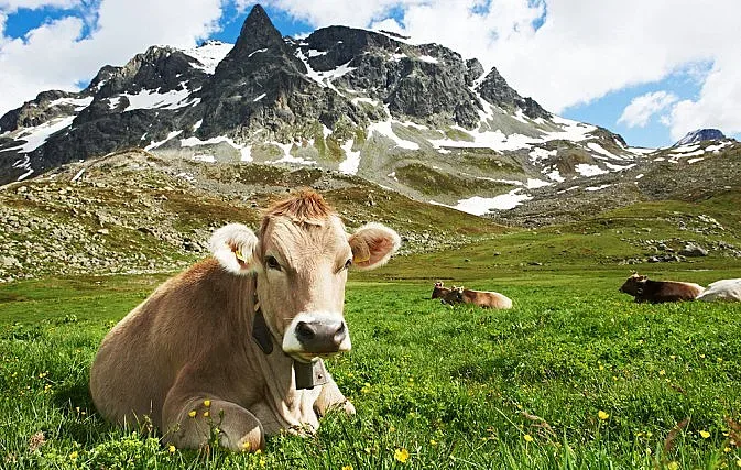 Референдум ще решава бъдещето на кравите в Швейцария