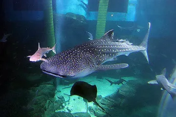 Най-странните желания на богатите пътешественици