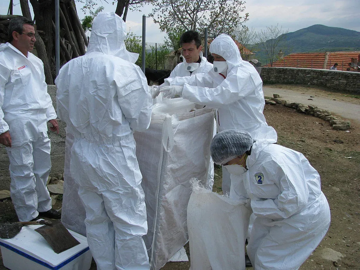 Откриха изключително заразен щам на птичия грип