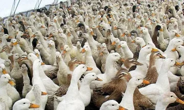 Птичи грип във ферма за патици в Пловдивско