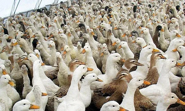 Птичи грип във ферма за патици в Пловдивско