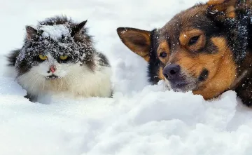 Седмицата започва с дъжд и сняг
