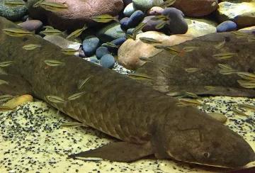 80-годишна риба живее в аквариум в Сан Франциско  Аквариумът „Стайн