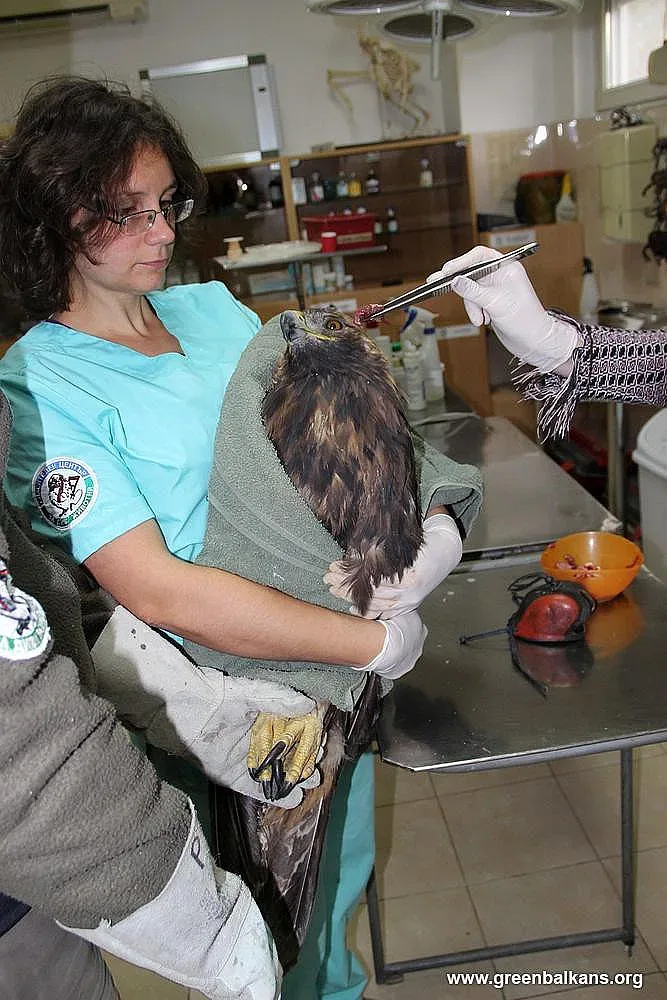 Бракониери простреляха скален орел