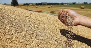 С 1,9 млн. тона по-малко пшеница изнесъл ЕС