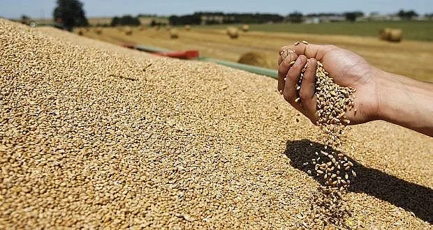 С 1,9 млн. тона по-малко пшеница изнесъл ЕС