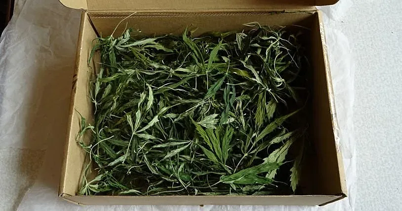 Разкриха оранжерия за марихуана в София