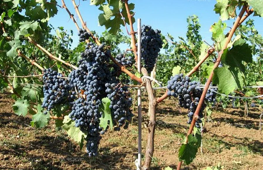 46,3 млн. помощ на  винарите за година