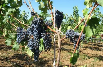 46,3 млн. помощ на винарите за година