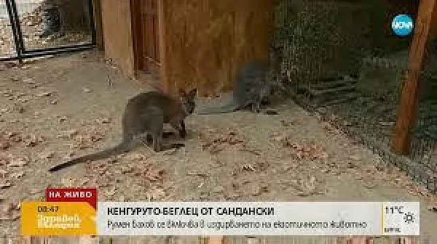 Продължава издирването на кенгуруто беглец от Сандански