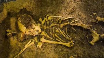 Успяха да спасят уникалния човешки скелет "Лусия" oт опожарения музей в Рио