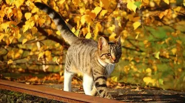 Времето не се променя - слънце, малко облаци, тук-там слаб дъжд