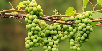 Цената остава основен проблем за производителите на грозде