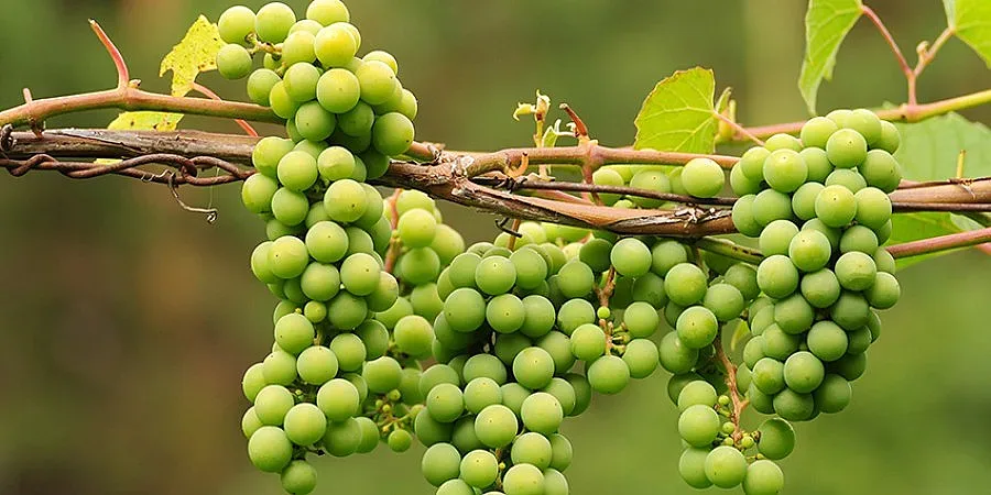 Цената остава основен проблем за производителите на грозде