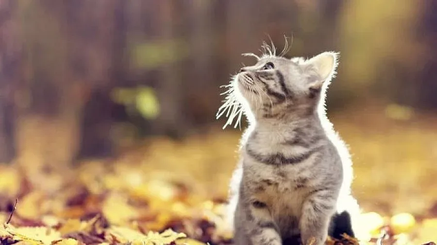 В 6 ч. във Видин бе студено колкото на връх Мусала