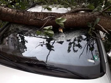 Силният вятър събори дървета, най-сериозно засегната е Монтана