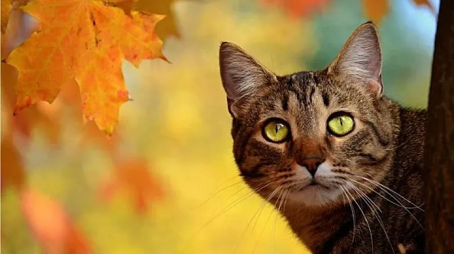 Вече официално е есен, чакаме до дни и първия сняг