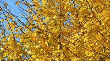 Слънце и облаци ще се редуват днес