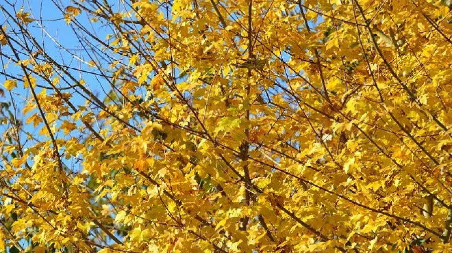 Слънце и облаци ще се редуват днес