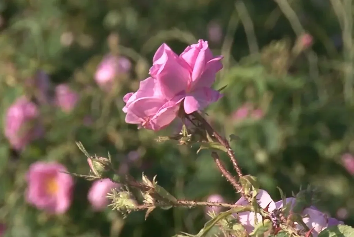 Нов удар по българската роза! Щетата е сериозна