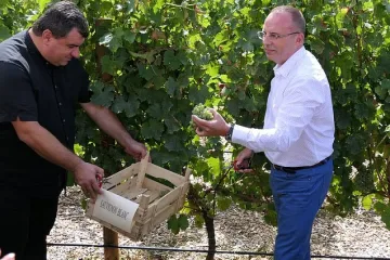 Прибираме добра реколта от грозде