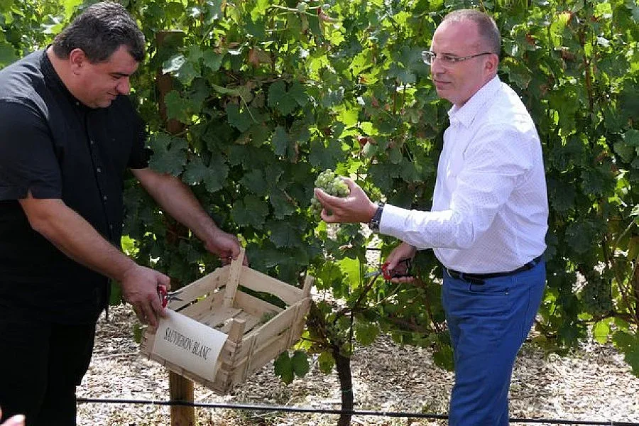 Прибираме добра реколта от грозде