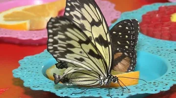 Десетки пеперуди са събрани под един покрив край Варна