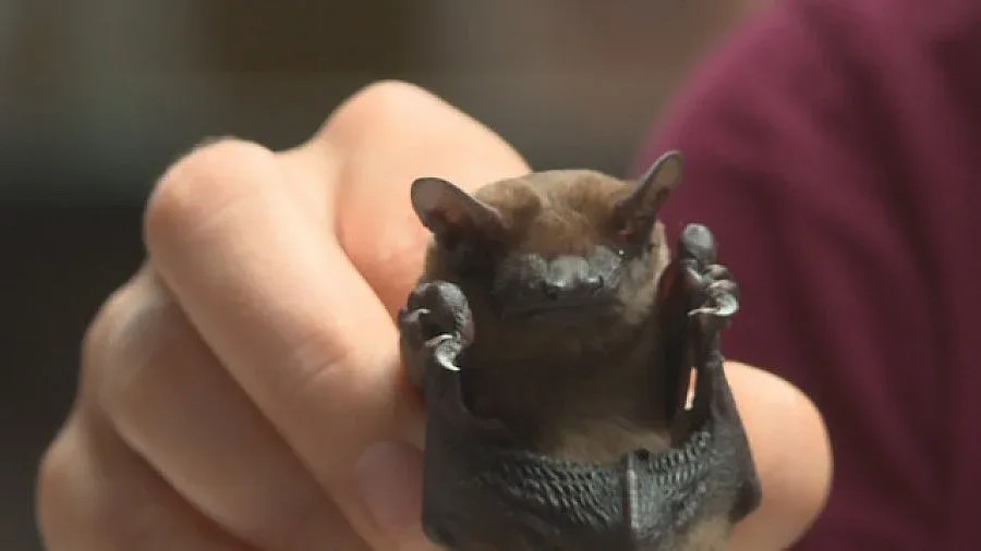 В Националната библиотека има и… прилепи