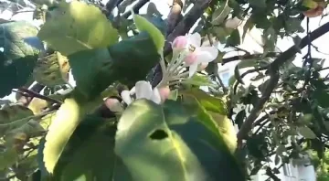 Ябълка цъфна в края на август в Смолян