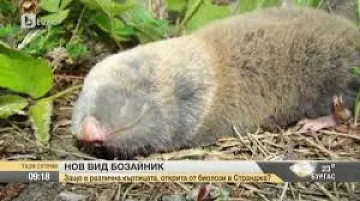 Откритият нов вид бозайник се среща само в Странджа планина