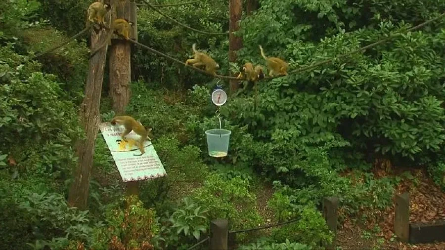 Броят животните в Лондонския зоопарк