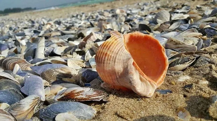 Слънчев петък, ще превали само на места в планините