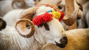 Премиерът, шефката на парламента поздравиха мюсюлманите за Курбан Байрам