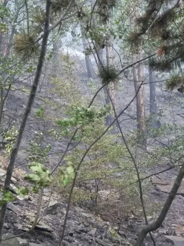 Пожарът край Карлово вече е потушен