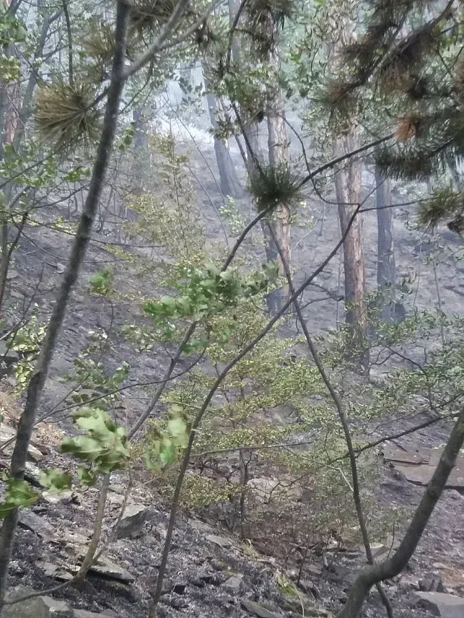 Пожарът край Карлово вече е потушен