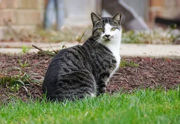 Уличните кучета в София намаляват, броят на котките върви нагоре