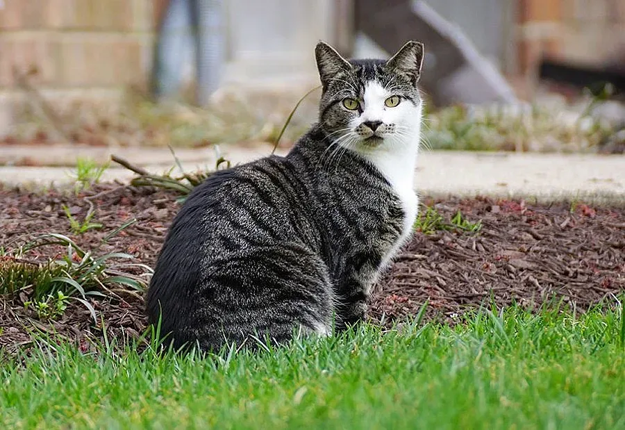Уличните кучета в София намаляват, броят на котките върви нагоре