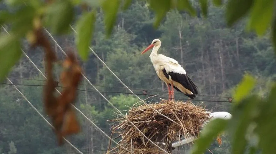 Спасиха шест ранени щъркела