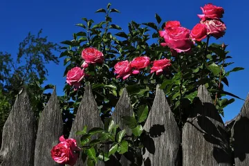 Розопроизводители получиха близо 2 млн. лв. по схемата de minimis 