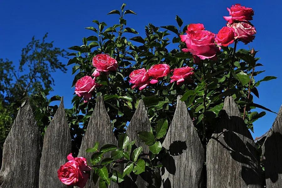 Розопроизводители получиха близо 2 млн. лв. по схемата de minimis 