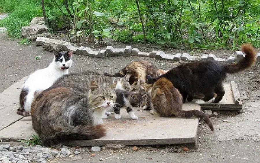 Евродепутатите шокирани от проблема с бездомните животни у нас