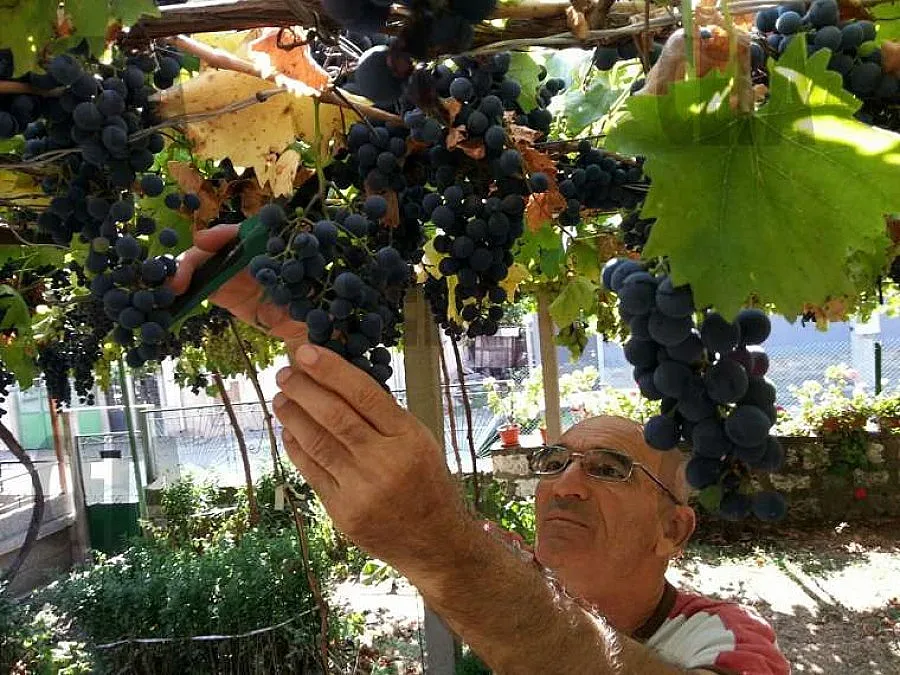 Август решаващ за гроздето