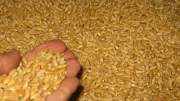 20% по-ниски добиви на хлебното зърно