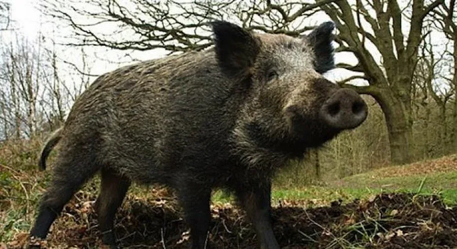 Глиганът край Шабла не бил заразен с чума