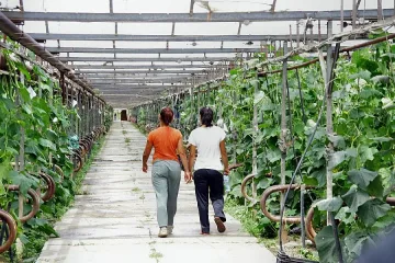 Протести готвят оранжерийни производители заради схемите за обвързана подкрепа