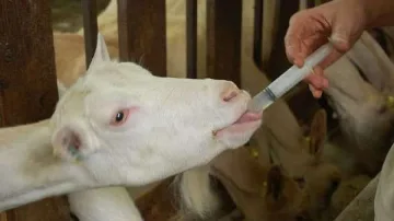 Една ферма от Болярово отказва втора проба за чумата