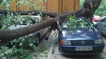 Дърво падна и премаза няколко автомобила в Пловдив