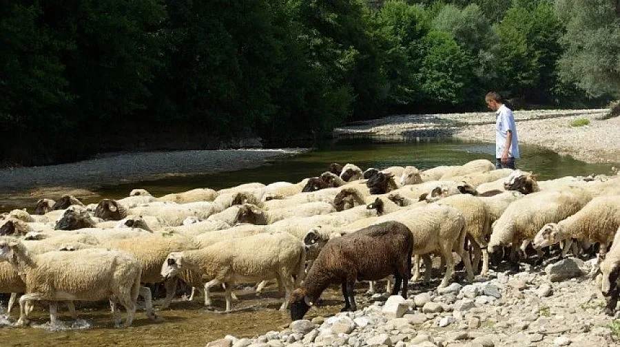 Продължава изплащането на пари за евтаназираните животни