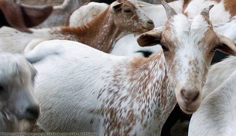 Продължава евтаназирането на животни в с. Шарково