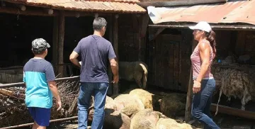 Вземат три спешни мерки за борба с чумата по животните 